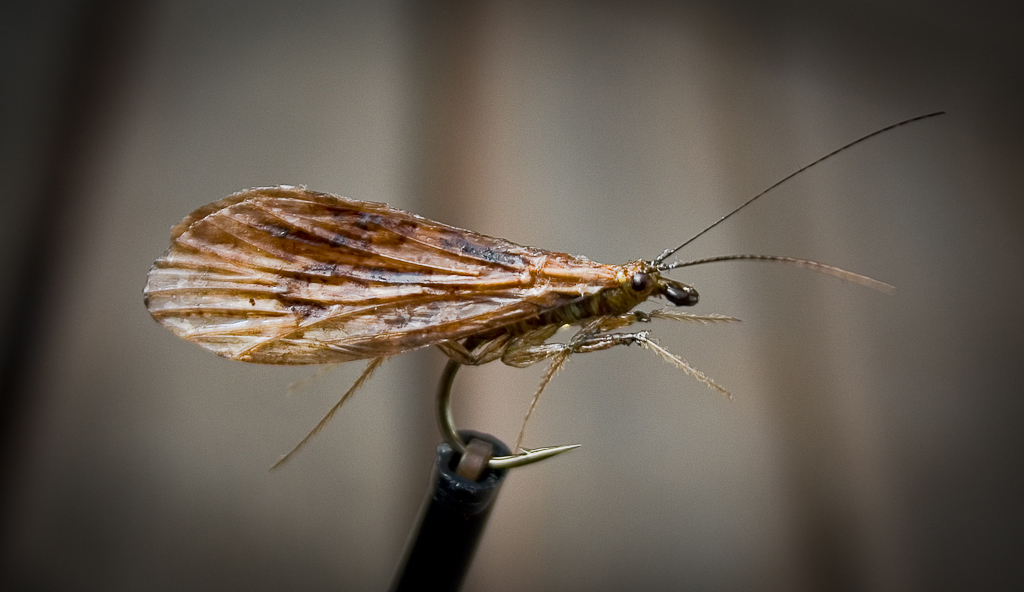 Halesus Tesselatus Realistic Caddis Fly – Fly Tying Archive